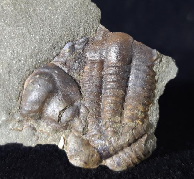 Ellipsocephalus hoffi (SCHLOTHEIM 1823) - Bild © FossNet FossilienStore